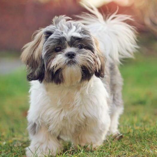 Shih tzu hot sale dog temperament